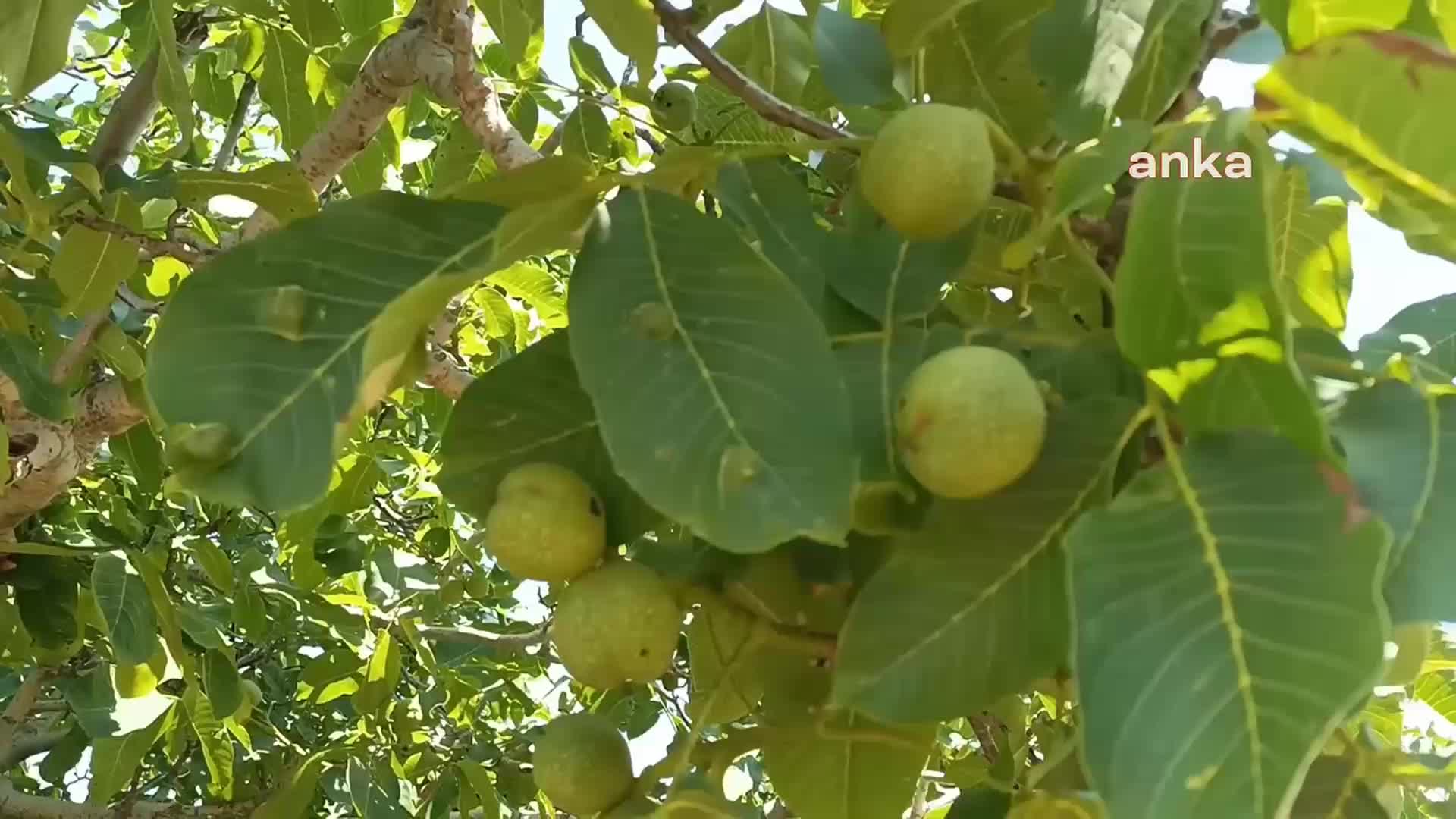 AYDINLI ÜRETİCİLER ''KAMULAŞTIRMA KARARININ'' İPTAL EDİLMESİNİ İSTEDİ