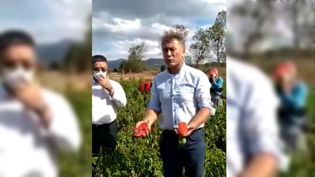 SALÇALIK BİBERE KİLOSU 45 KURUŞTAN ALICI YOK, ÜRÜN TARLADA KALIYOR