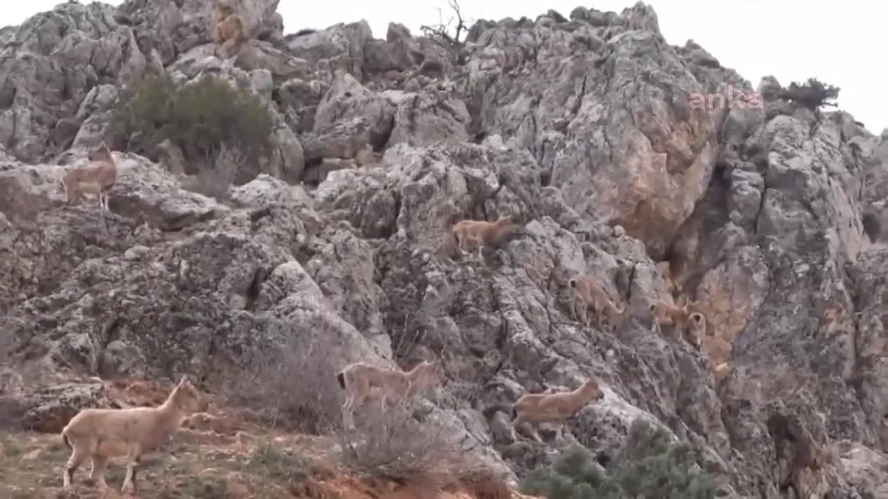 MAHKEME, BİNGÖL'DEKİ 'DAĞ KEÇİLERİNİ' KURTARDI