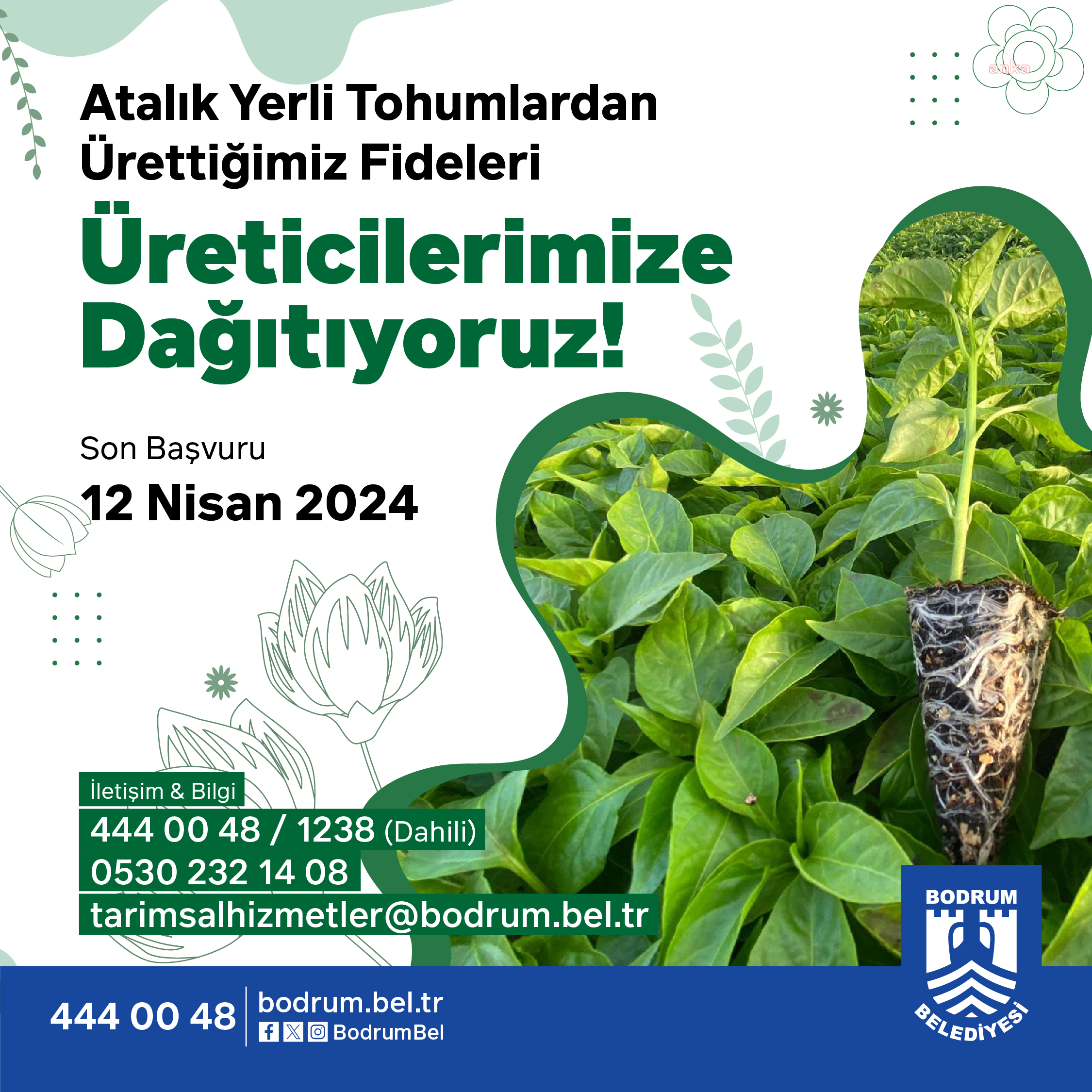 BODRUM’DA ÜRETİCİYE YERLİ FİDAN DAĞITIMI İÇİN SON BAŞVURU 12 NİSAN