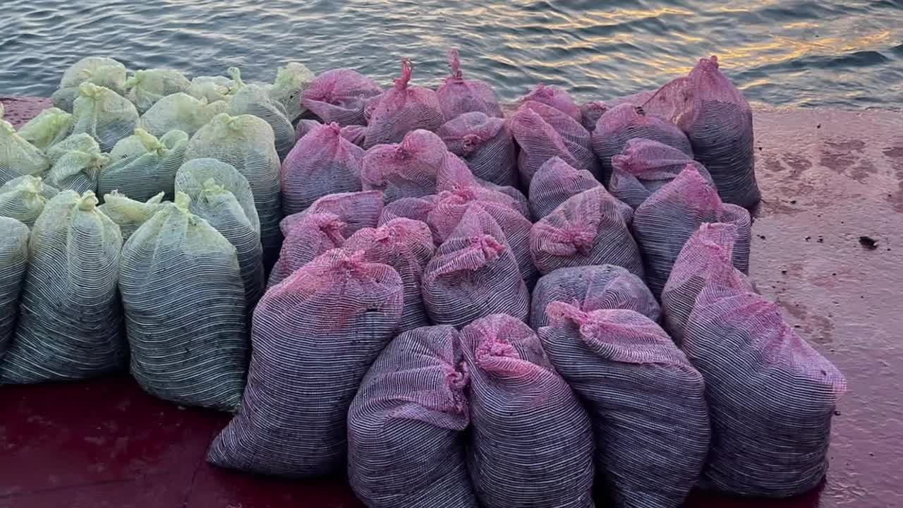 İSTANBUL’DA KAÇAK MİDYE AVLAYAN İKİ KİŞİ GÖZALTINA ALINDI