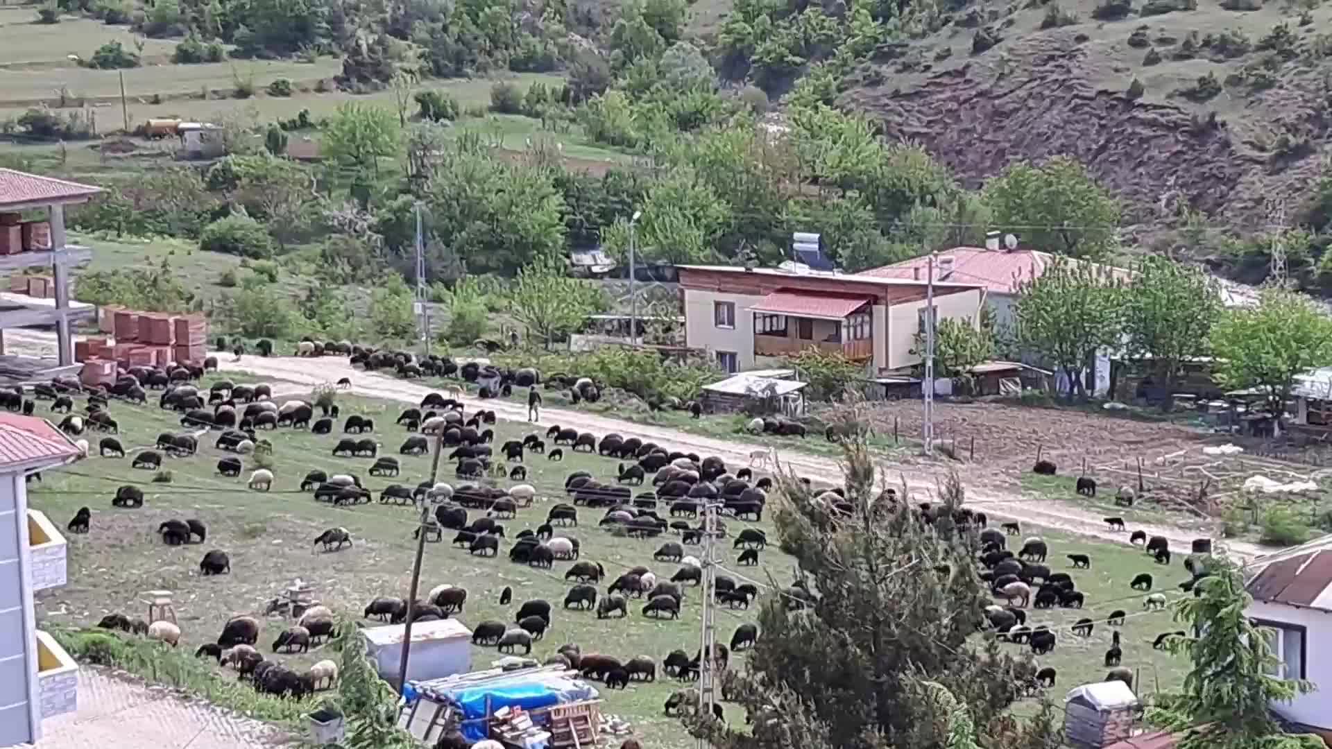 ARTVİNLİ BESİCİ: “KIŞIN MASRAFLAR ÇOK, OT, ARPA VE SAMAN FİYATLARI İKİ MİSLİ”