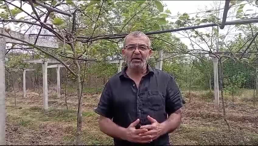 FINDIK TARLALARIN ZARAR VEREN KAHVERENGİ KOKARCA BÖCEĞİ BU YIL DA ETKİSİNİ GÖSTERMEYE BAŞLADI. ÜRETİCİLER TEDİRGİN