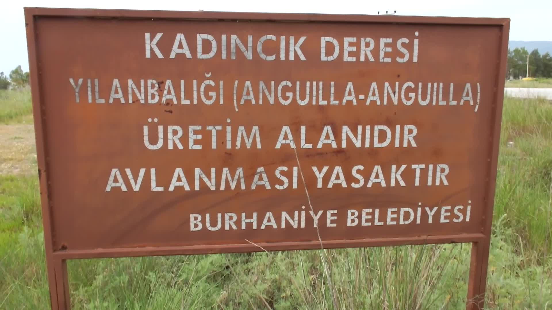 BURHANİYE'DE DOĞAL SİT OLAN DEREDE BALIK ÖLÜMLERİ BAŞLADI