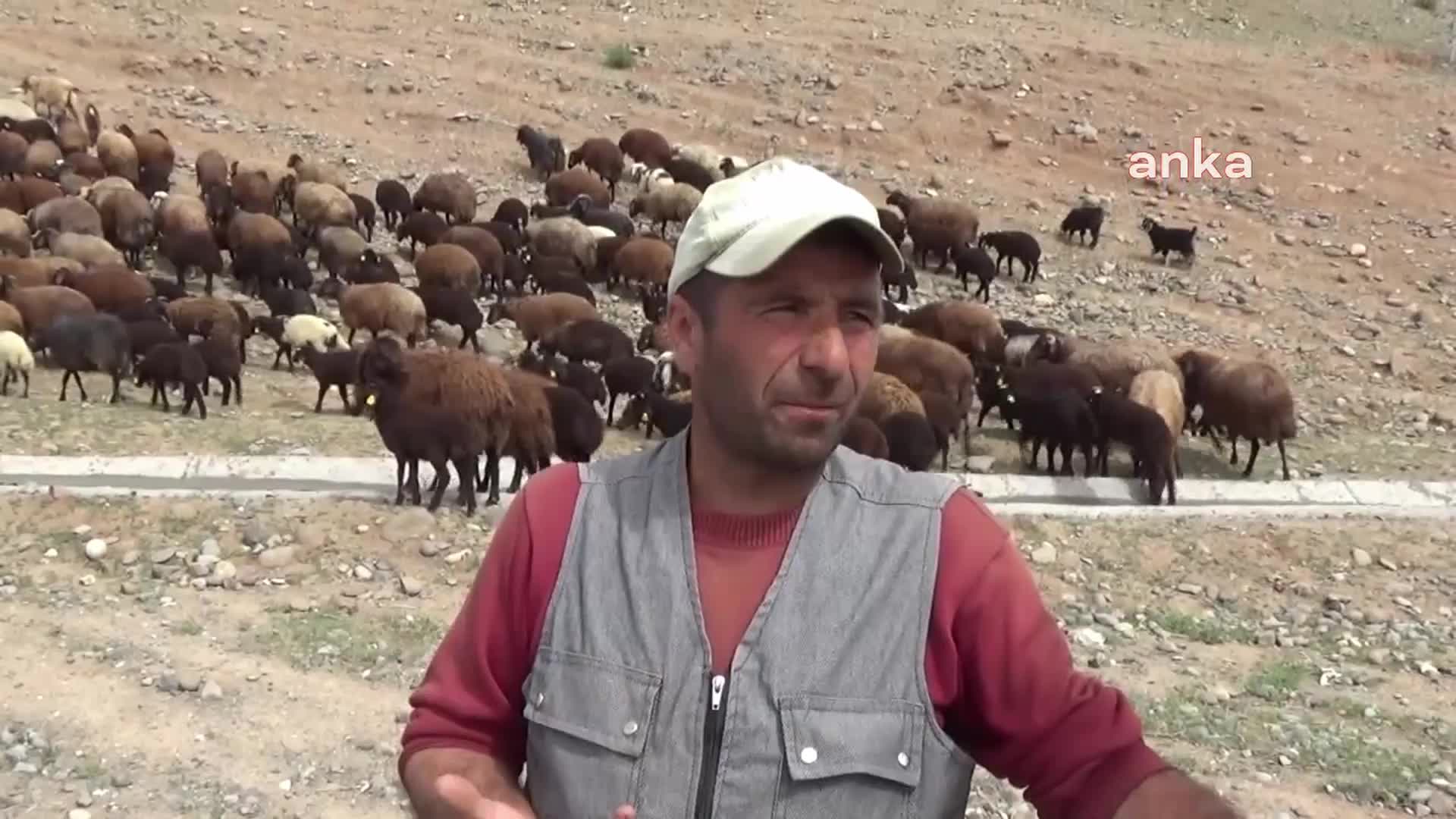 IĞDIR'DA HAVALARIN ISINMASIYLA BESİCİLER YAYLALARA GİTMEK İÇİN YOLA ÇIKTI