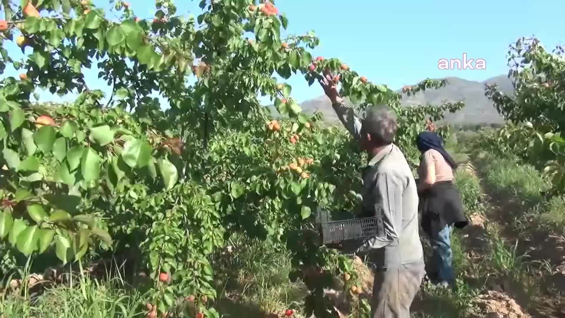 AYDIN'IN SULTANHİSAR ATÇA BÖLGESİNDE ERKENCİ KAYISILAR TOPLANMAYA BAŞLANDI