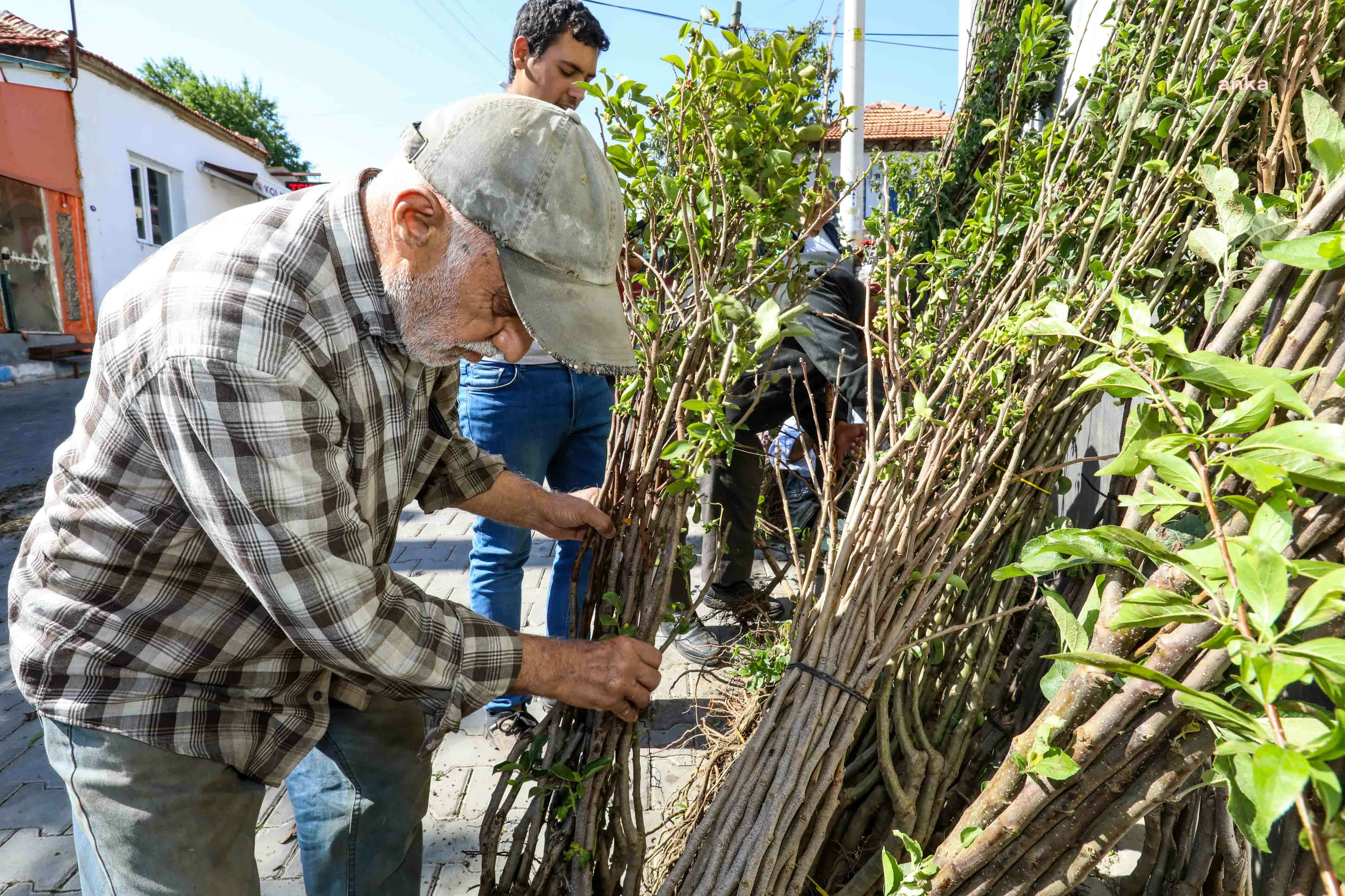 BUCA BELEDİYESİ'NDEN ÜRETİCİYE FİDAN DESTEĞİ