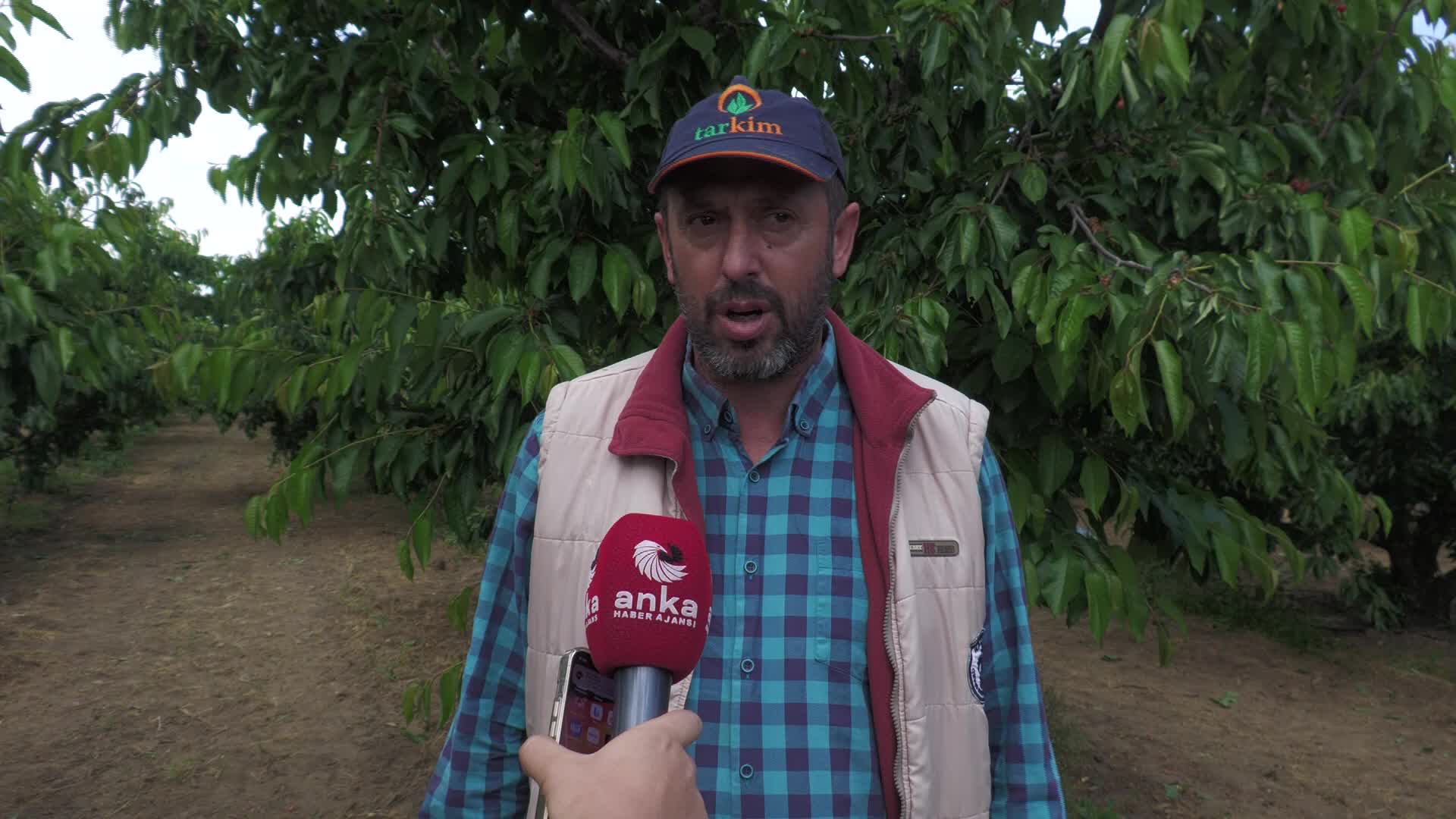 KEMALPAŞA ZİRAAT ODASI BAŞKANI BÜLENT ORAY: BU SENE 70, 80 LİRANIN ALTINDA KİRAZ SATILIRSA ÜRETİCİ BU İŞİN ALTINDAN KALKAMAZ
