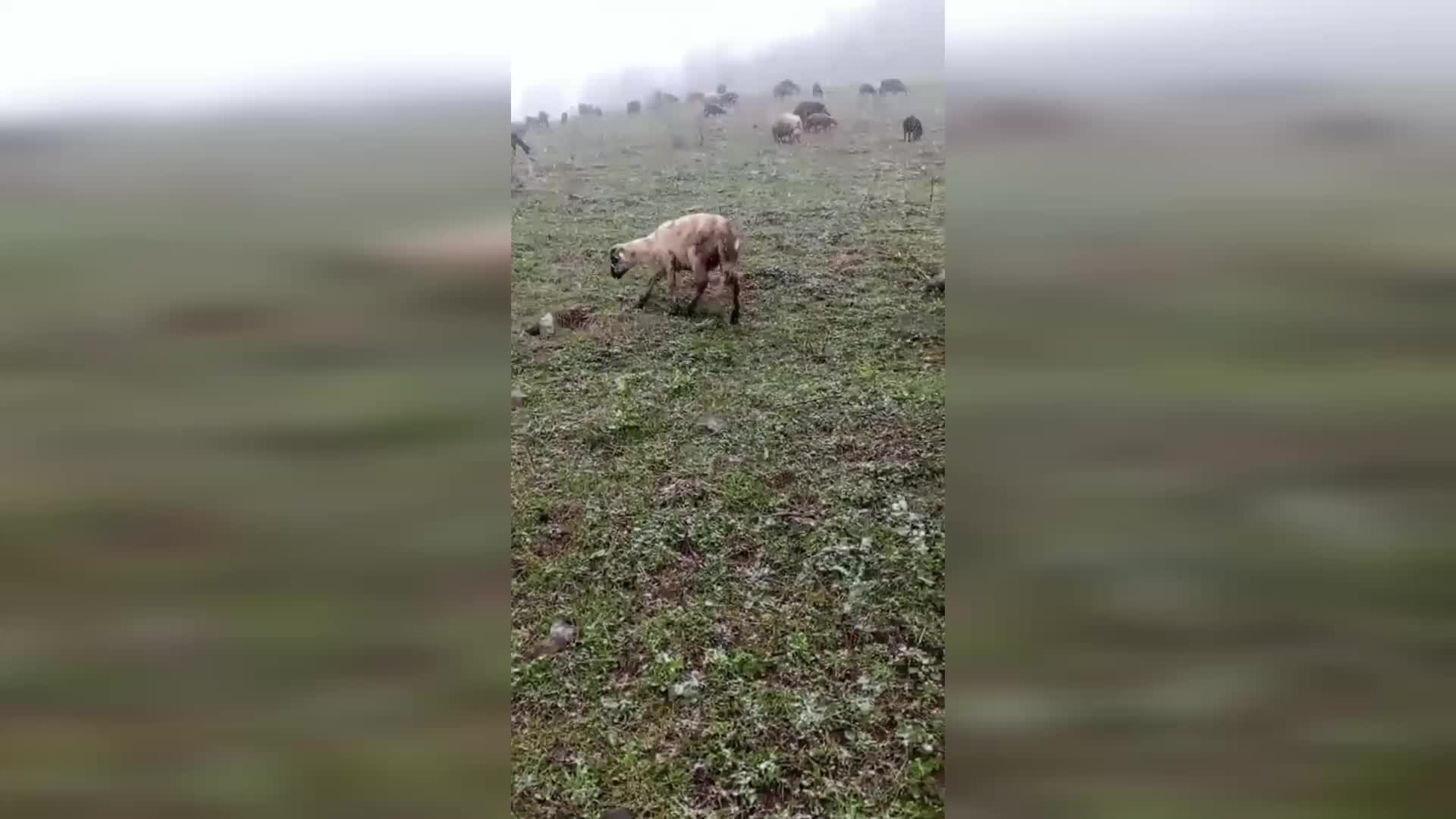 ARTVİN'İN GEÇİTLİ KÖYÜNE KAR YAĞDI