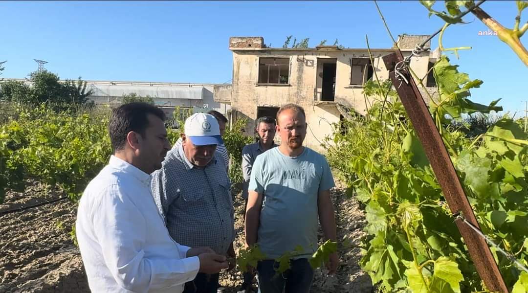 MANİSA'DA DOLU YAĞIŞINDAN ETKİLENEN ÜZÜM ÜRETİCİSİ CHP’Lİ BAŞEVİRGEN’E DERT YANDI: “ÇİFTÇİNİN İŞİ ALLAH’A KALDI”