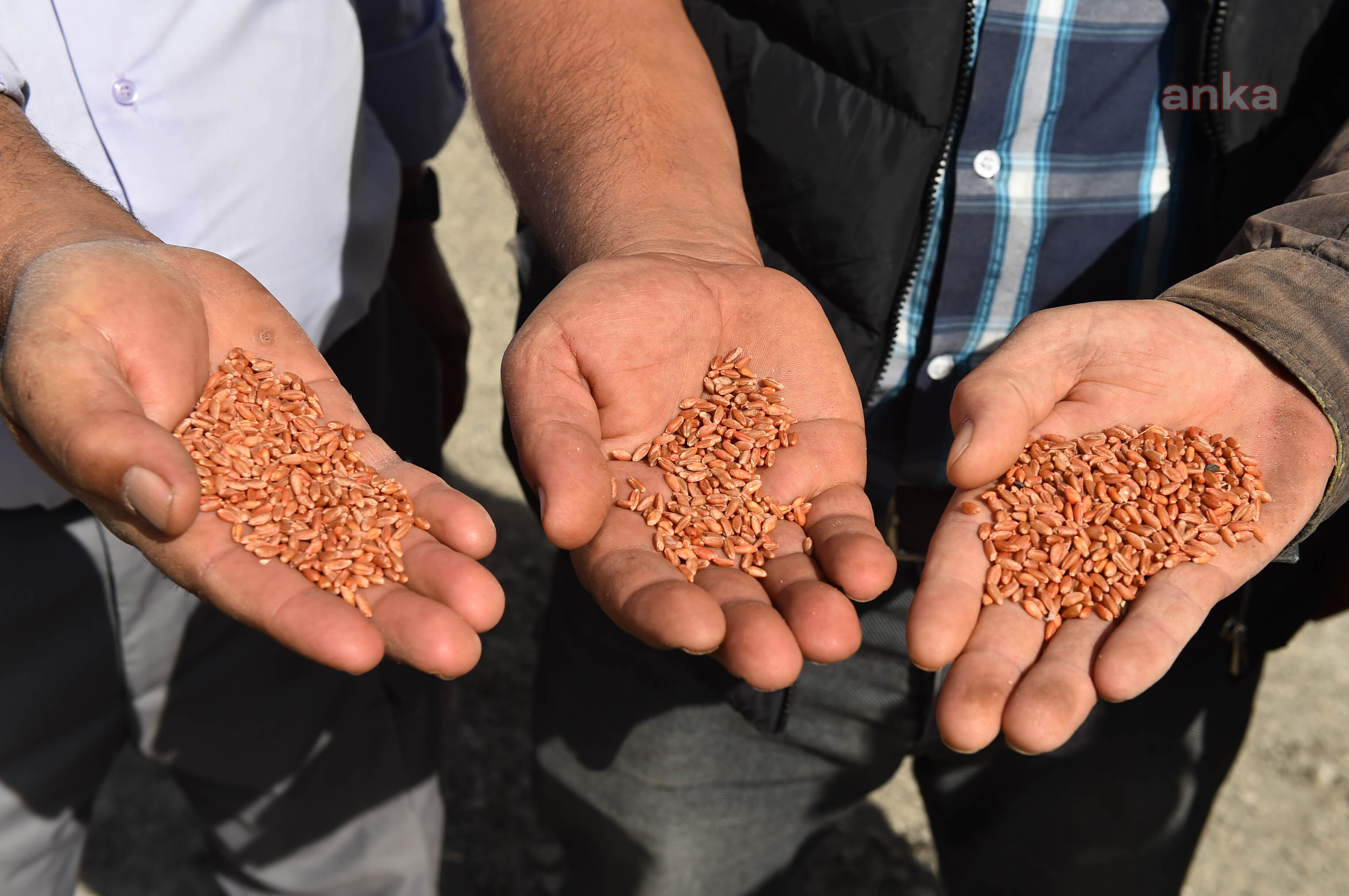 MANSUR YAVAŞ’TAN YENİ “KIRSAL KALKINMA” HAMLESİ: 250 BİN DÖNÜMDE BUĞDAY ÜRETİLECEK