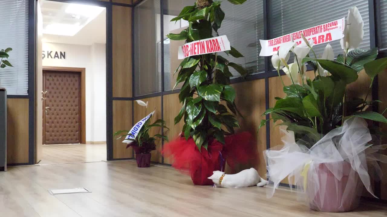 GEÇİRDİĞİ TRAFİK KAZASININ ARDINDAN TEDAVİSİ YAPILAN VE 'SÜTLAÇ’ İSMİ VERİLEN KEDİ, ORTAHİSAR BELEDİYESİ AİLESİNE KATILDI