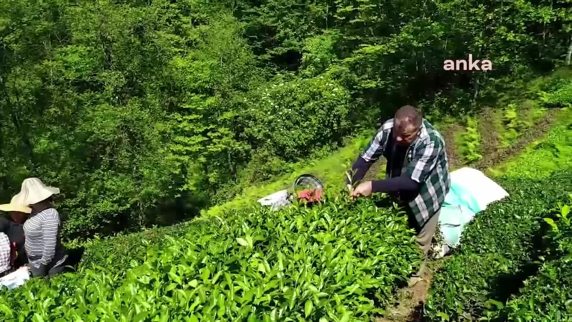 RİZE'DEN YAŞ ÇAY ALIM FİYATINA TEPKİ: "MALİYETLER ÇOK ARTTI, 25 LİRA BU MİLLETİN HAKKIDIR”
