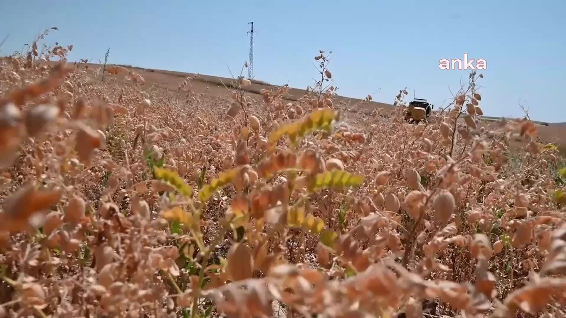 YOZGATLI LEBLEBİCİ: "NOHUT YOZGAT'TA ÜRETİLİR AMA EN İYİ İŞLEYEN ÇORUM OLDUĞU İÇİN ADI DAHA ÇOK ÖN PLANA ÇIKIYOR"