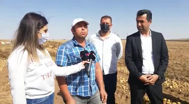PATATES ÜRETİCİLERİ SİTEM ETTİ: 60 KURUŞTAN ALICI YOK, İŞÇİNİN GÜNLÜK ÜCRETİNİ ÖDEYEMİYORUZ