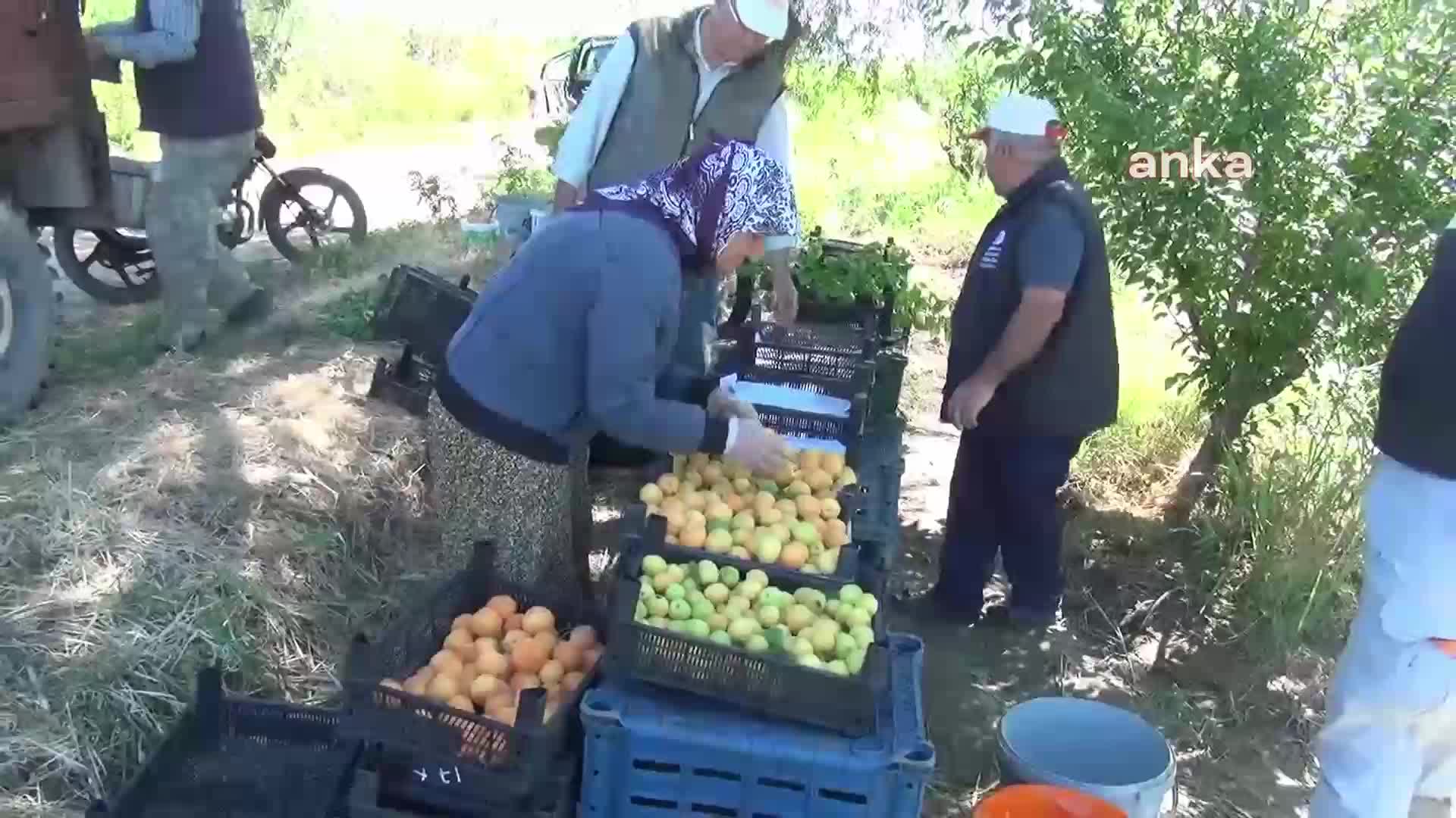 AYDIN'DA KAYISI HASADI BAŞLADI... TARIM İŞÇİSİ: "YEVMİYELERİMİZ DÜŞÜK FAKAT ORTALIK ÇOK PAHALI"