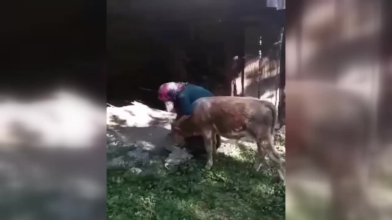 ÇORUM’DA 15 GÜNDÜR KAYIP BUZAĞINI BULAN KADININ SEVİNCİ