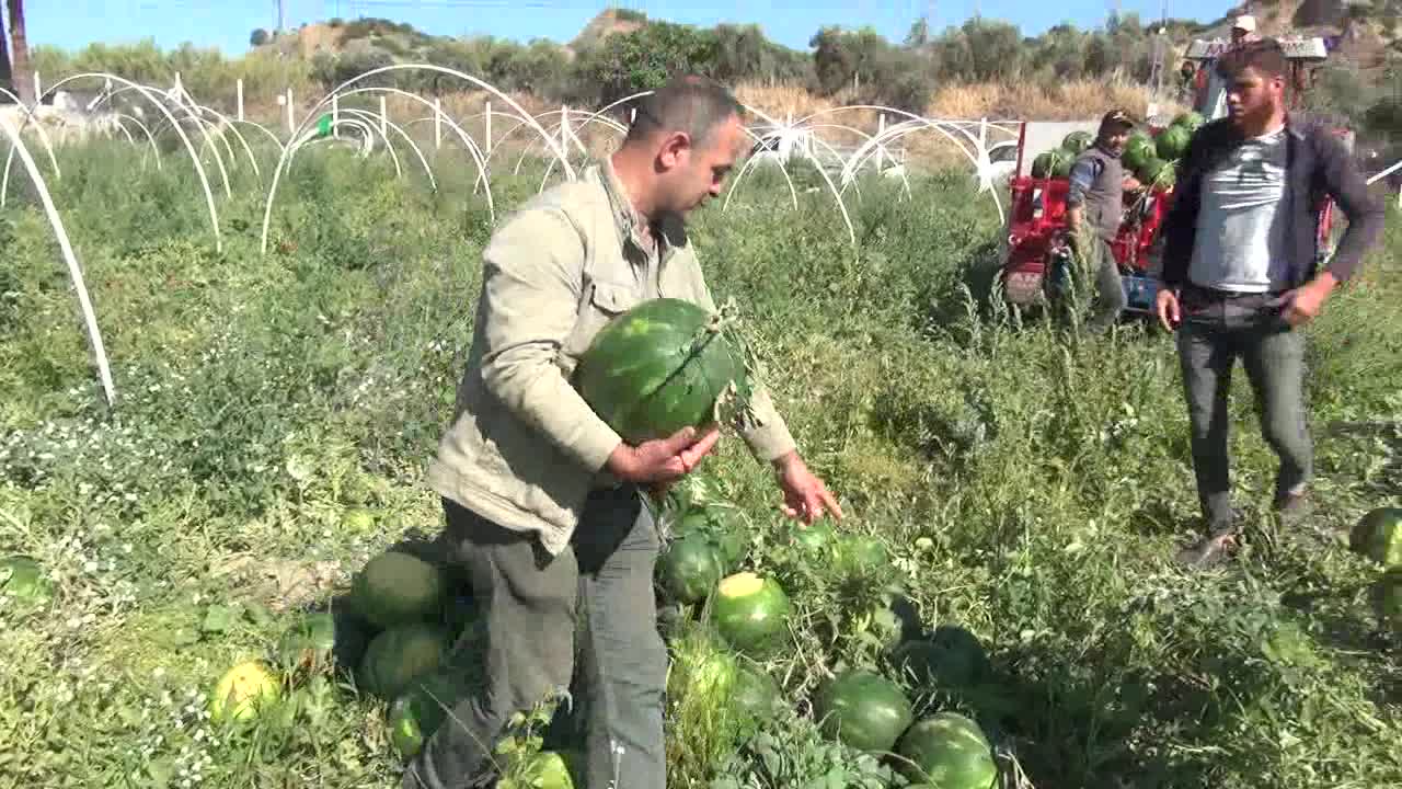 AYDINLI KARPUZ ÜRETİCİSİ: "PARA KAZANMAMIZ İÇİN KARPUZUN KİLOSUNU 20 LİRAYA SATMAMIZ LAZIM"