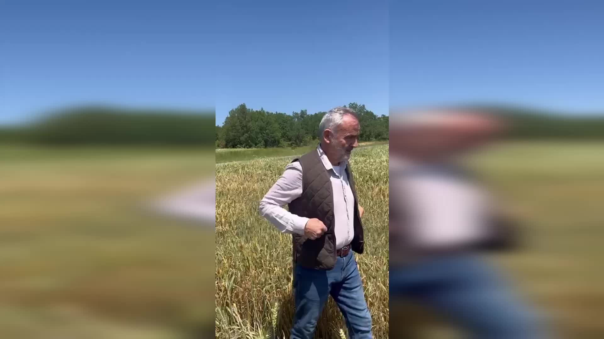 İYİ PARTİ EDİRNE MİLLETVEKİLİ AKALIN: "BUĞDAYDA YÜZDE 20’YE VARAN PAS HASTALIĞI VAR"