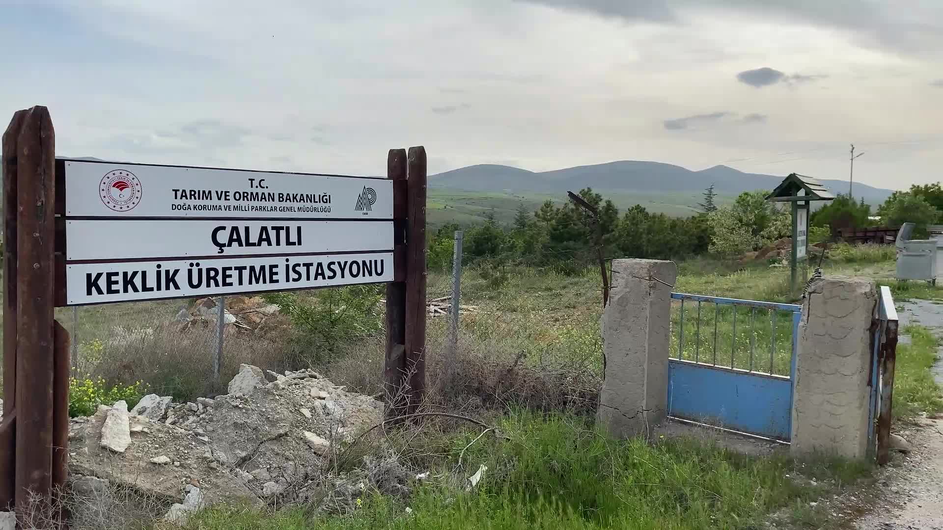 Yozgat Keklik Üretim İstasyonu'nda 17 yılda 208 bin keklik üretildi
