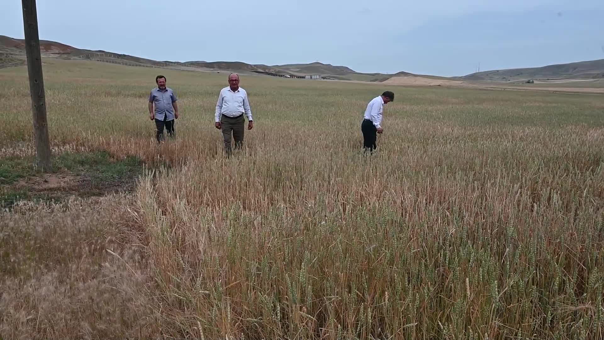 Yozgat’ta sıcak hava ve kuraklık nedeniyle, ekinler zarar gördü