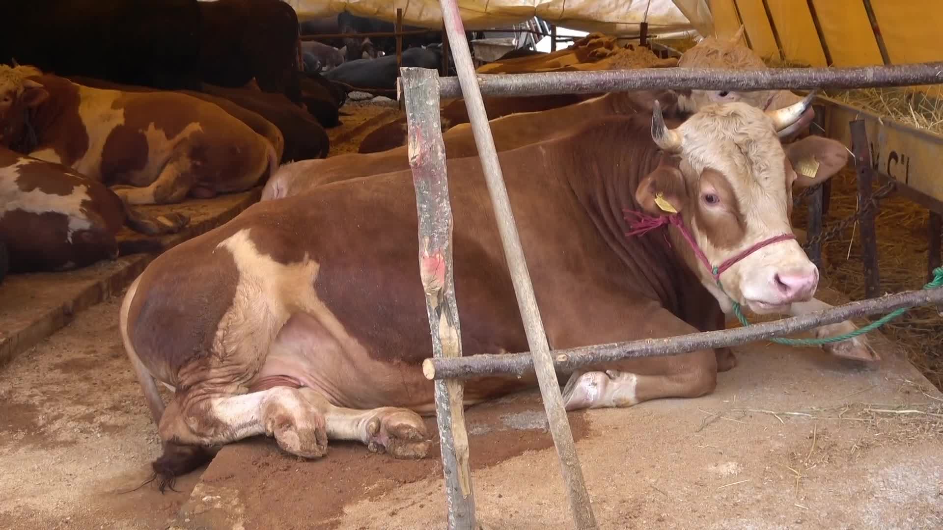 Kurbanlık fiyatlarına gelen zamlar, TÜİK’in ve ENAG’ın yıllık enflasyonunu geçti: Büyükbaş fiyatları yüzde 238, küçükbaş fiyatları yüzde 300 arttı