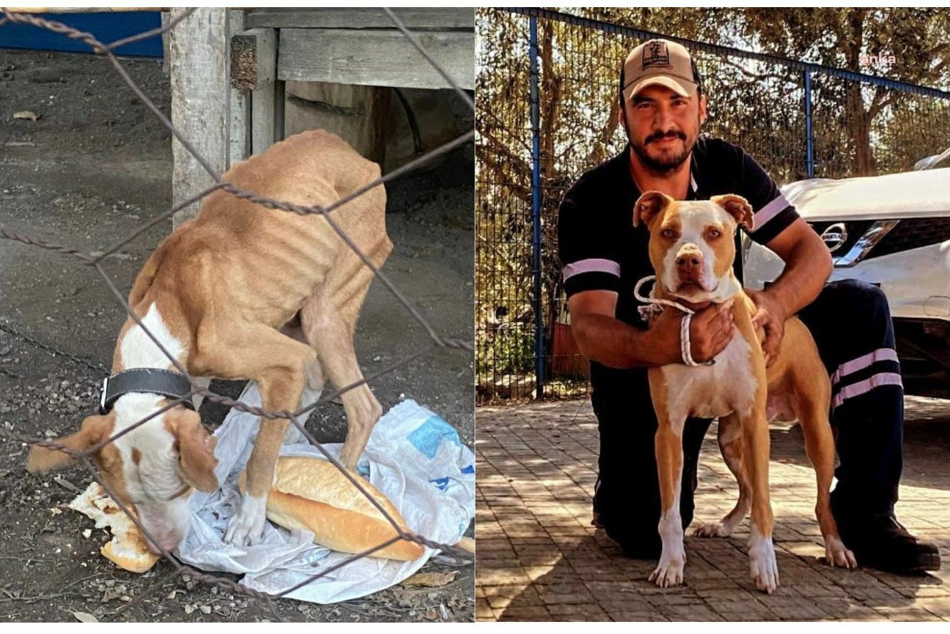 Kuşadası Belediyesi, açlıktan ve bakımsızlıktan zayıf düşen köpeğe sahip çıktı