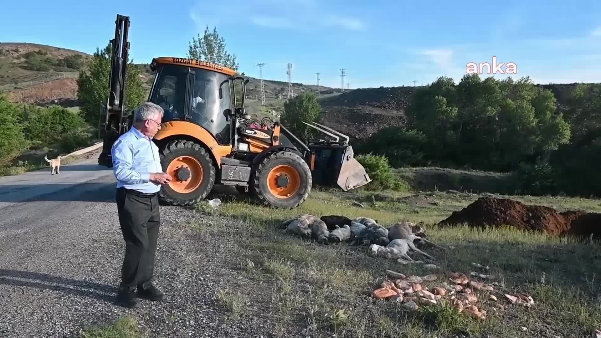 Yozgat’ta 20 sokak köpeği iğne ile öldürülerek yol kenarına atıldı