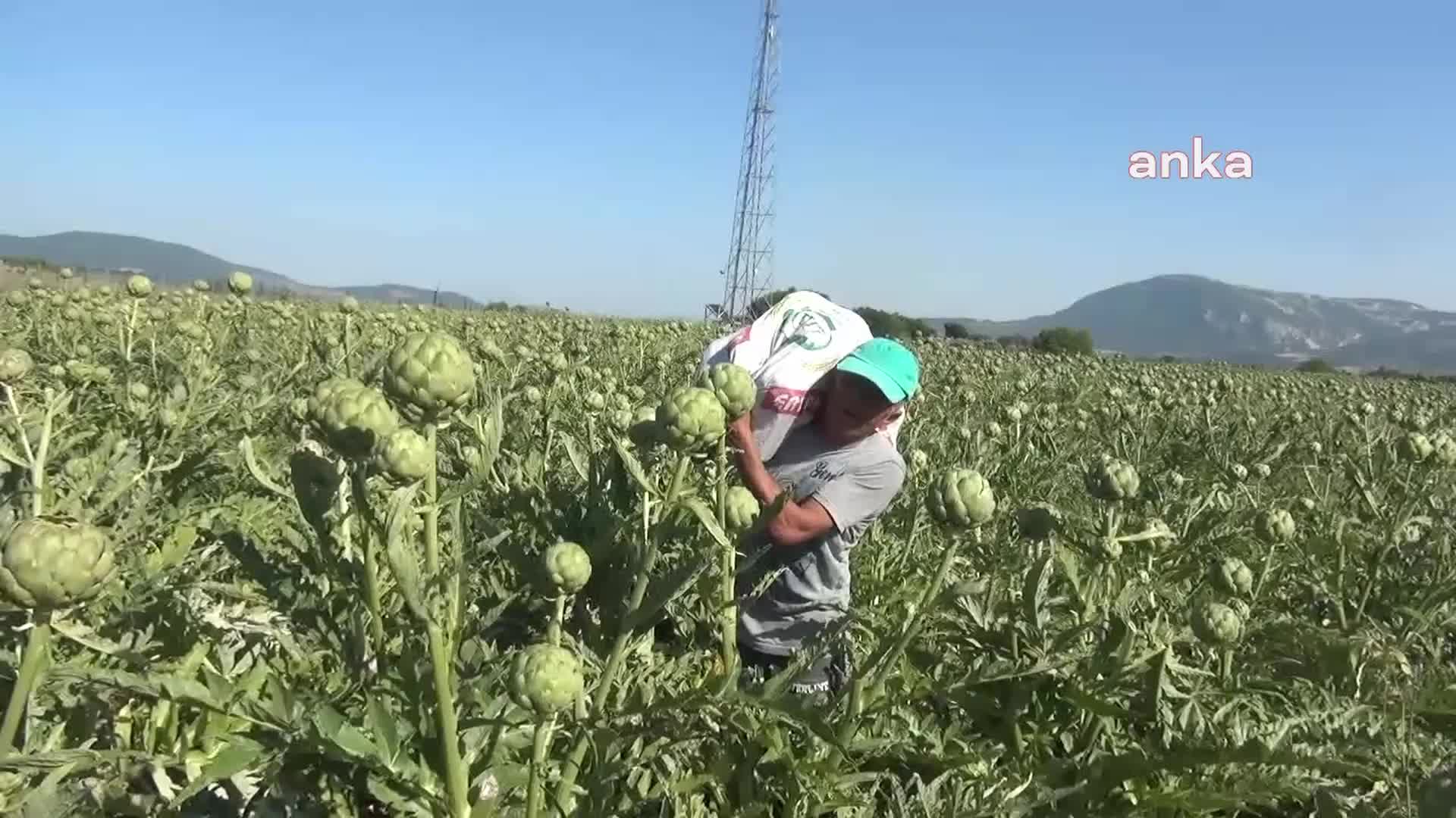 Somalı enginar üreticisi: "Enginarın maliyeti yüksek, çiftçinin desteklenmesi lazım"
