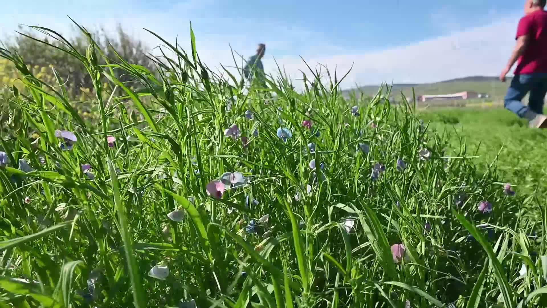 Yozgat’ta geliştirilen tarla bitkisi ‘Duduhanım’ adıyla tescil edildi