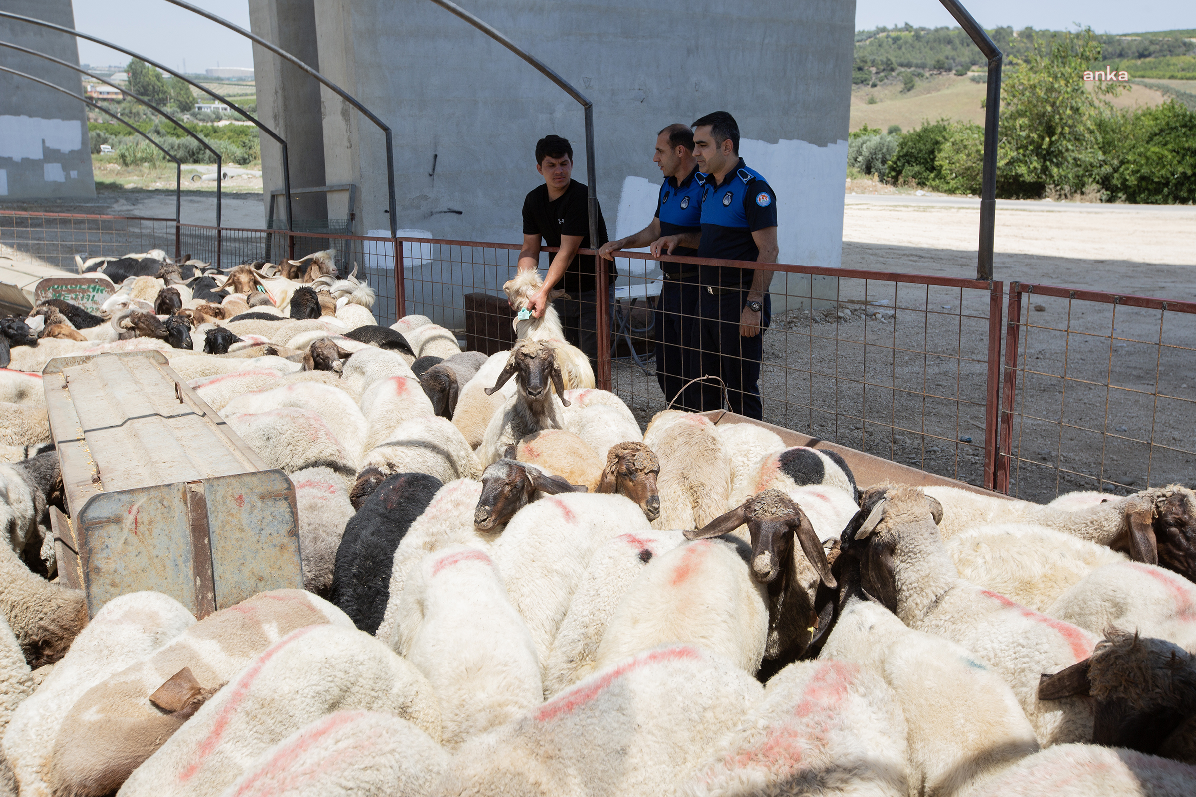 Mezitli'de kurbanlık satış ve kurban kesim yerleri belli oldu