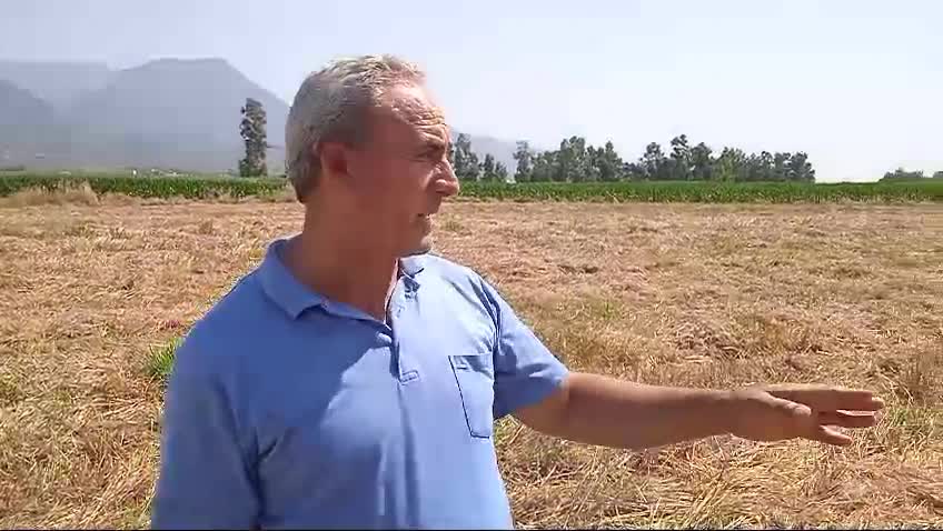 Osmaniyeli çiftçi: "Bunlar gelmeden önce maliyet kurtarıyordu... Artık çiftçiliği bıraktık"