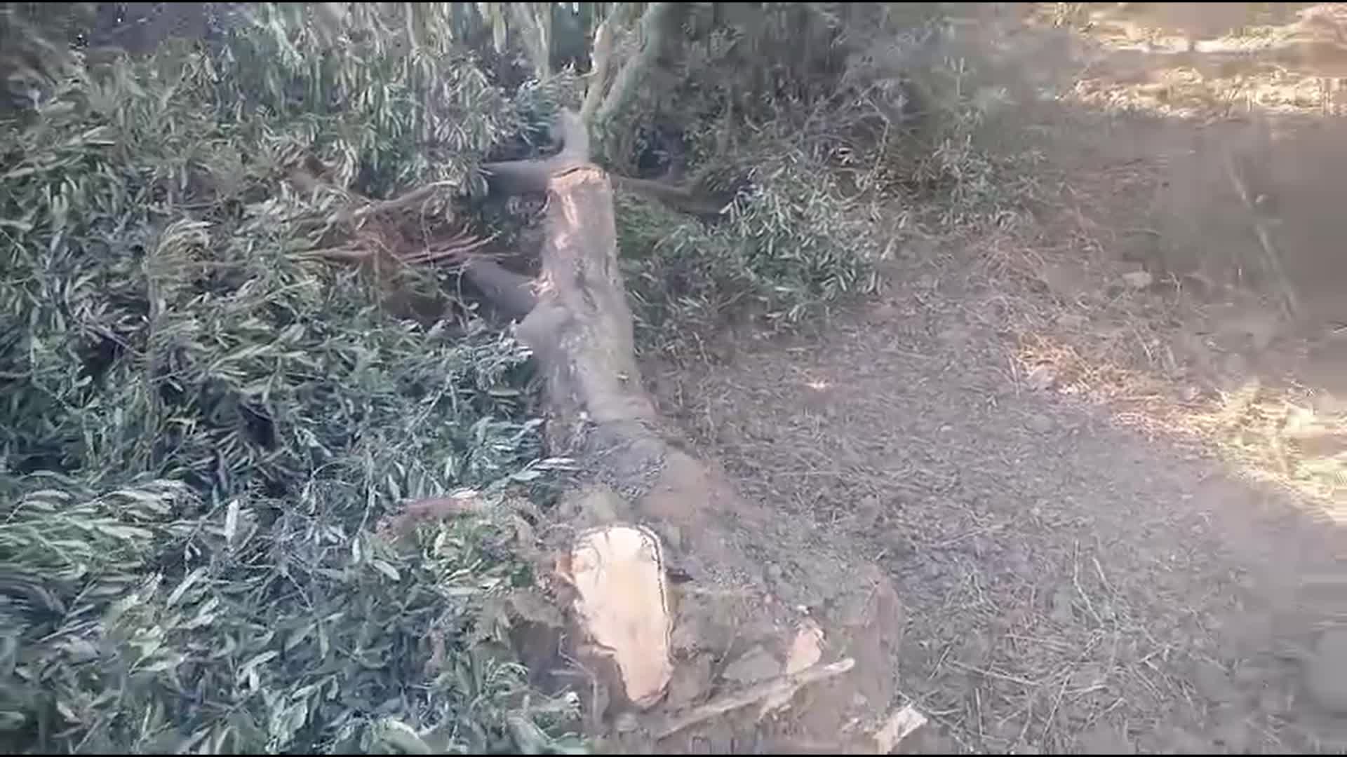 Hatay'da Dikmecelilerin bu kez de TOKİ konutlarına su hattı için zeytin ağaçları sökülüyor... Köylüler tepkili: Bu adalet mi? Asırlık ağaçları söküyorlar