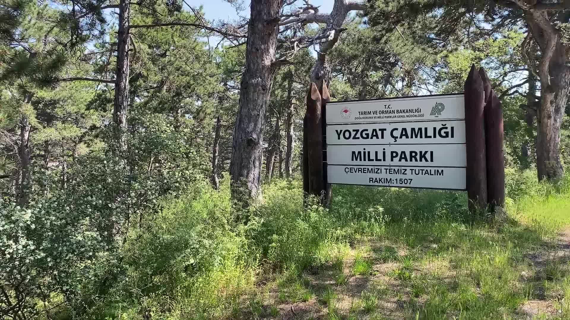 Yozgat'ta larvaları yiyerek kenelerin çoğalmasını önleyen kırmızı karıncalar koruma altında