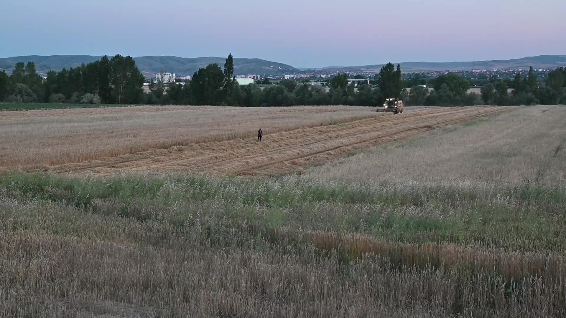 Yozgat’ta arpa hasadı, kuraklık nedeniyle erken başladı. Çiftçi ürününü nereye satacağı konusunda endişeli