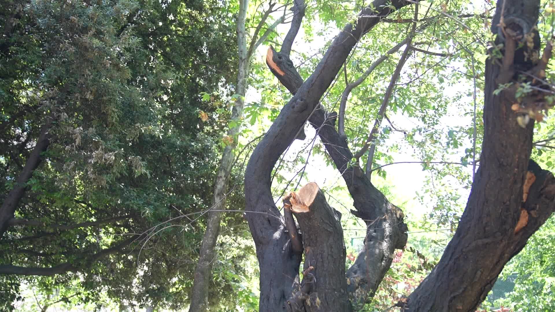 Kadıköy’de vandallar tarafından yakılan park yenilendi
