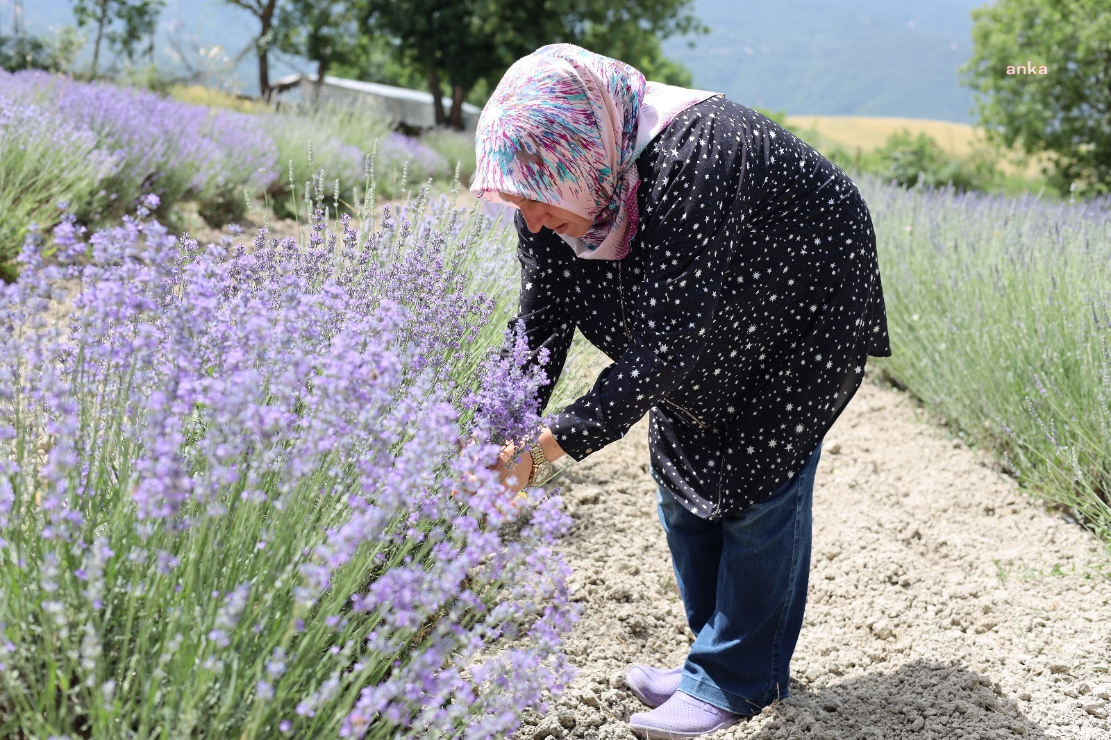 Safranbolu’da lavanta üretimi, üç senede üç katına çıktı