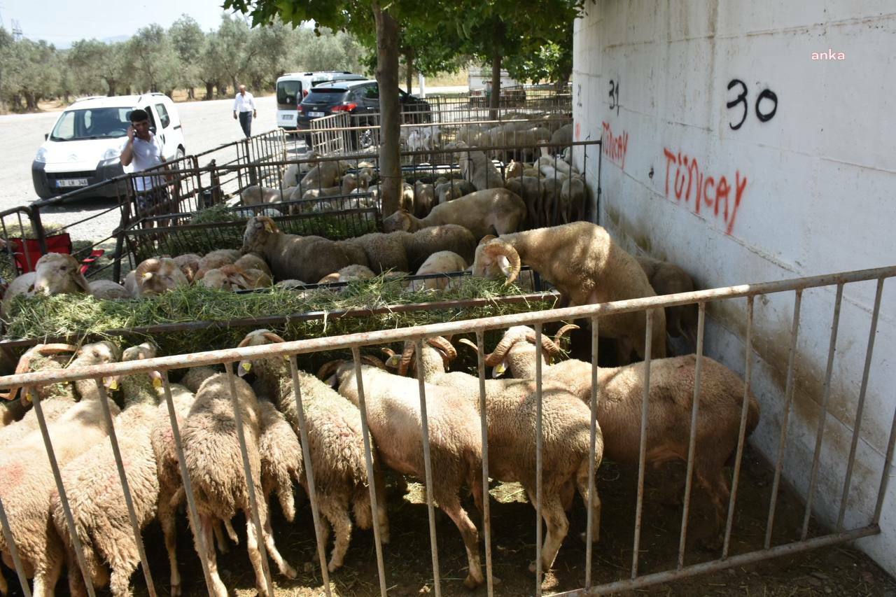Edremit Belediyesi, Kurban Bayramı’na hazır