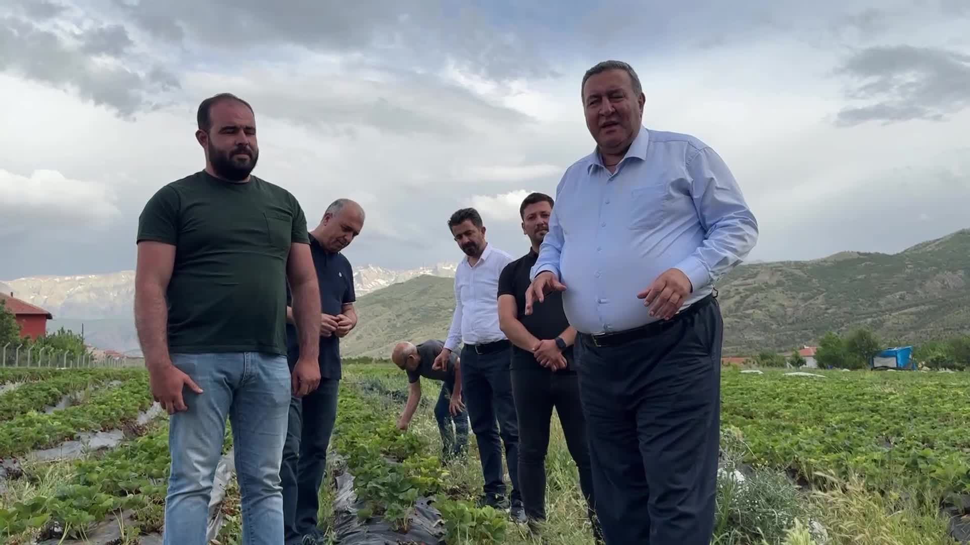 Niğdeli çiftçi: "Yarım kilo çilek alıyor insanlar, onu da utanarak söylüyorlar. Yani endişeliyiz durumdan"