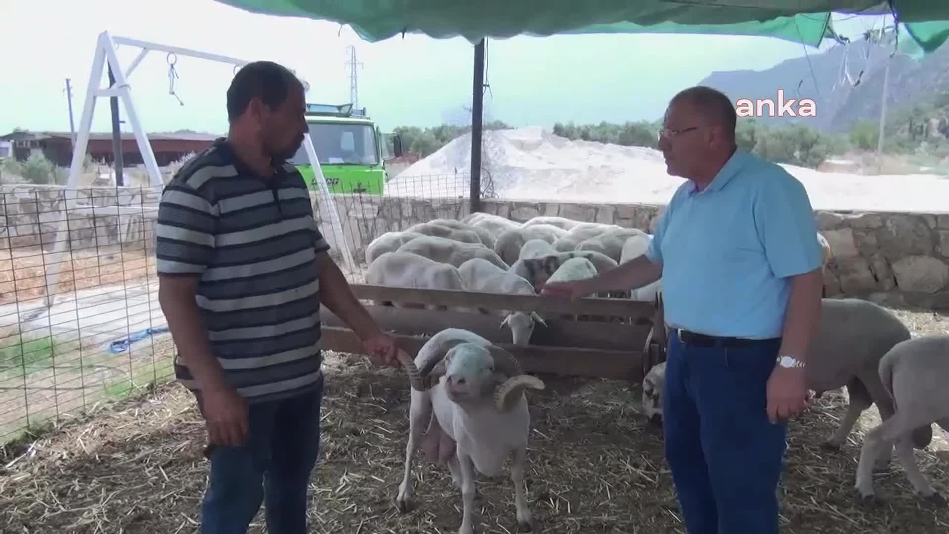 Muğlalı hayvan üreticisi:  ''Kurbanlık şu anda 15 bin lira. Maaş yetmiyor 12 ayda 10 bin lira birikmez. Herkes perişan''
