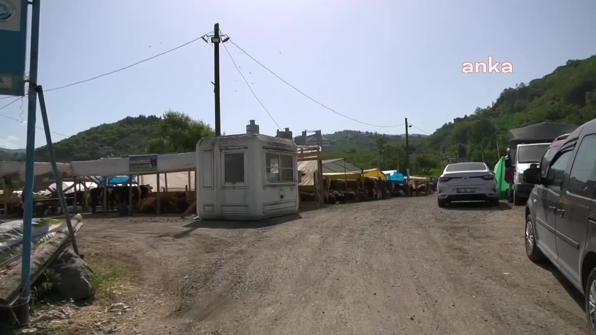Erzurum'dan Trabzon'a hayvan satmaya gelen besici: "'Hayvancılığı bitirdik' desinler biz de rahat evlerimizde oturalım"