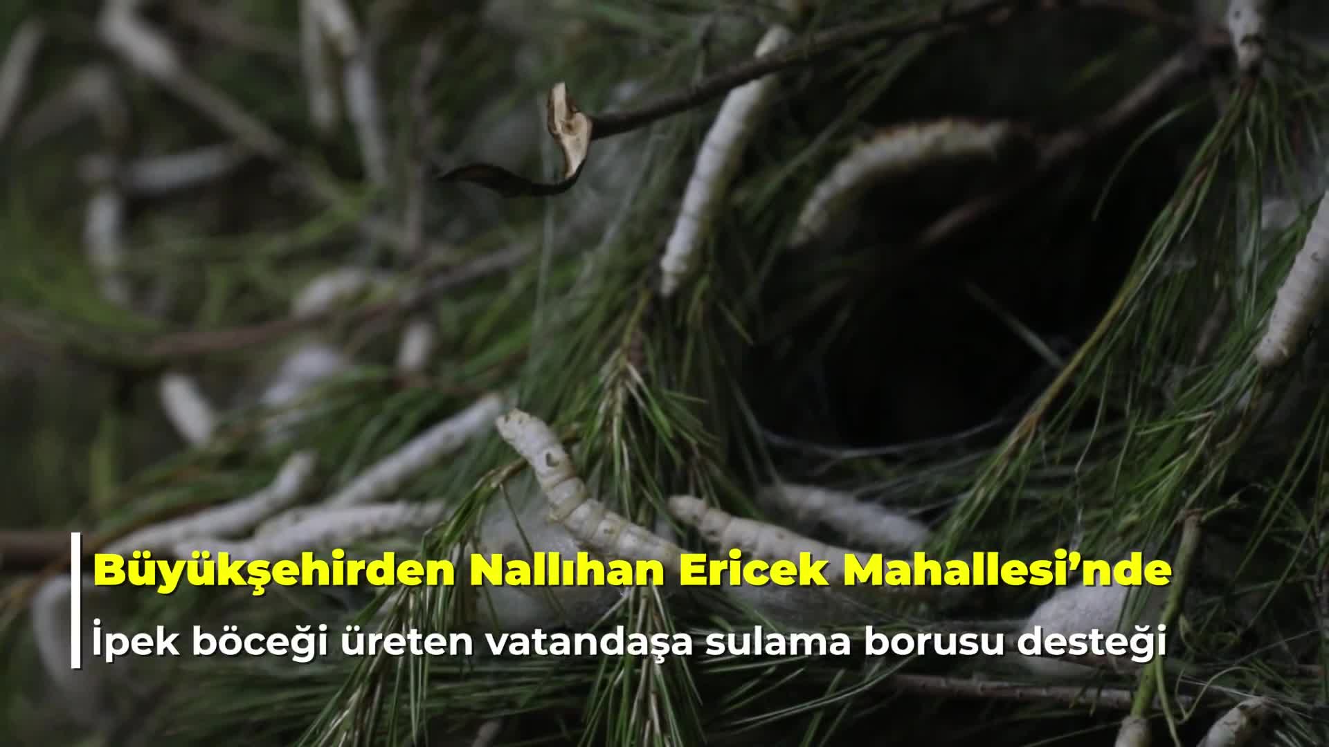 Ankara Büyükşehir’den ipek böceği yetiştiricilerine sulama borusu desteği