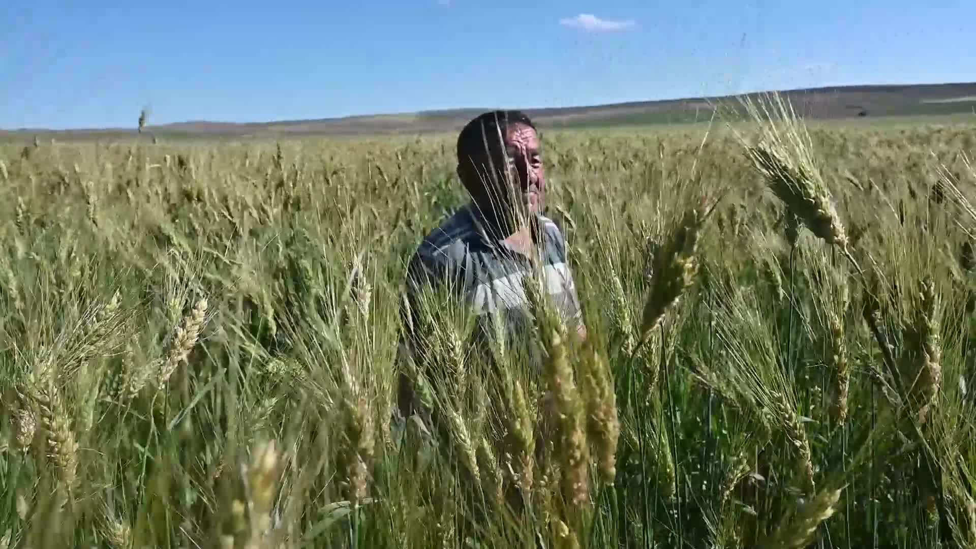 Yozgatlı çiftçi geçen yıl 5 dekara ektiği 40 kilo ata tohumundan 2 ton ürün aldı, bu yıl ekim alanını 15 dekara çıkardı