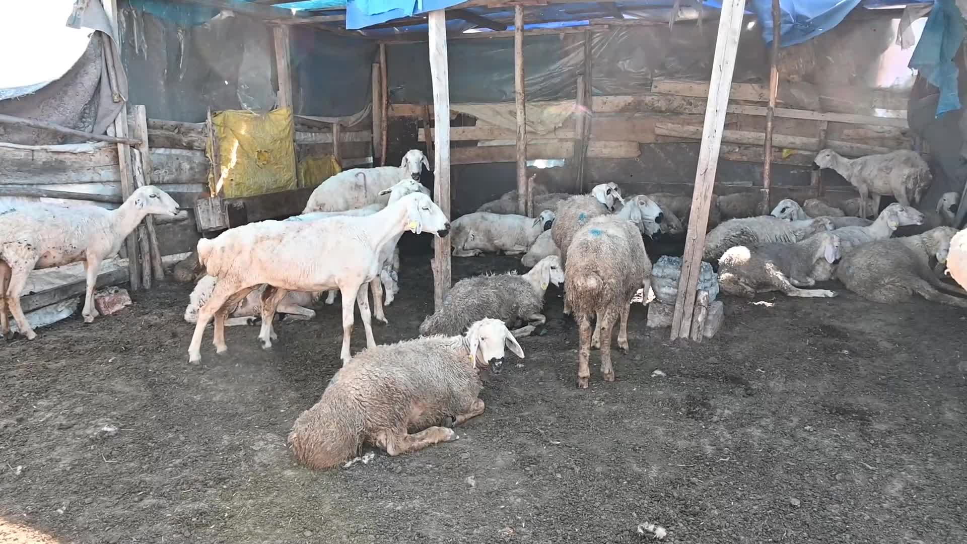 Kuzusu üç ayaklı doğan Yozgatlı besici, aşıları suçladı. Tarım ve Orman İl Müdürlüğü ise sakat doğumların akrabalıktan kaynaklandığını bildirdi