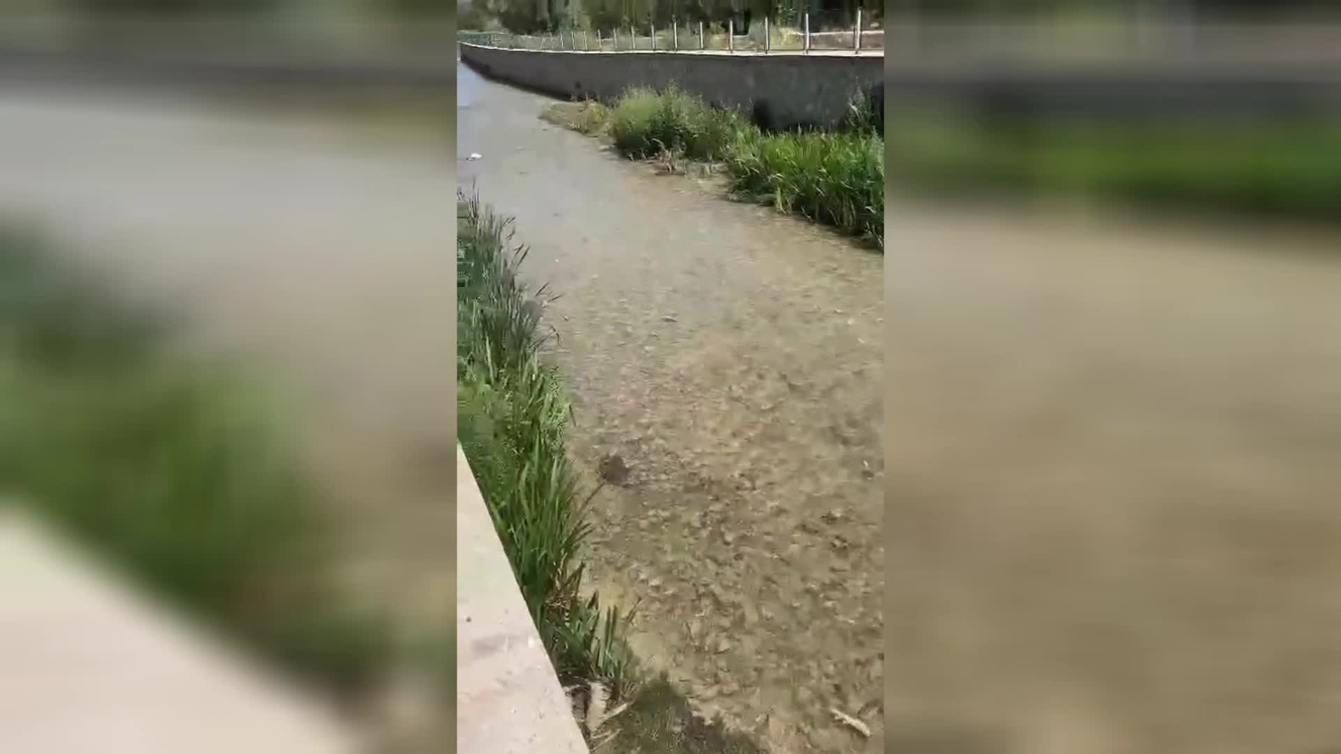 CHP'li Karasu, Tohma Çayı'ndaki toplu balık ölümlerini Meclis gündemine taşıdı
