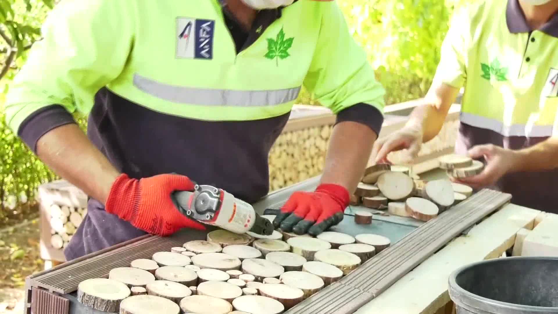 BAŞKENT’TE ATIK AĞAÇLAR SANAT ESERİNE DÖNÜŞÜYOR