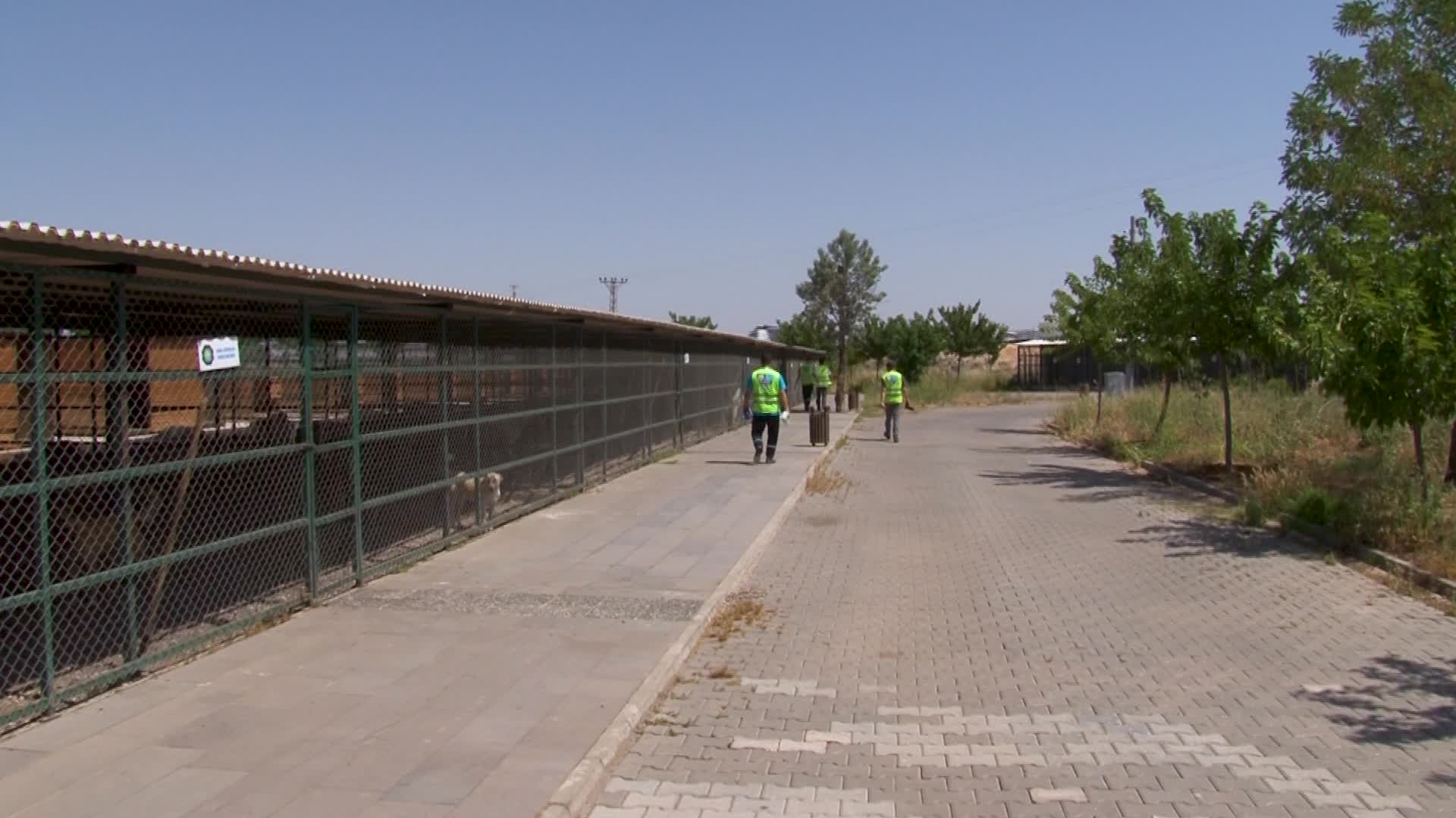 Diyarbakır ve Mardin’deki yangından kurtarılan hayvanların tedavisi sürüyor