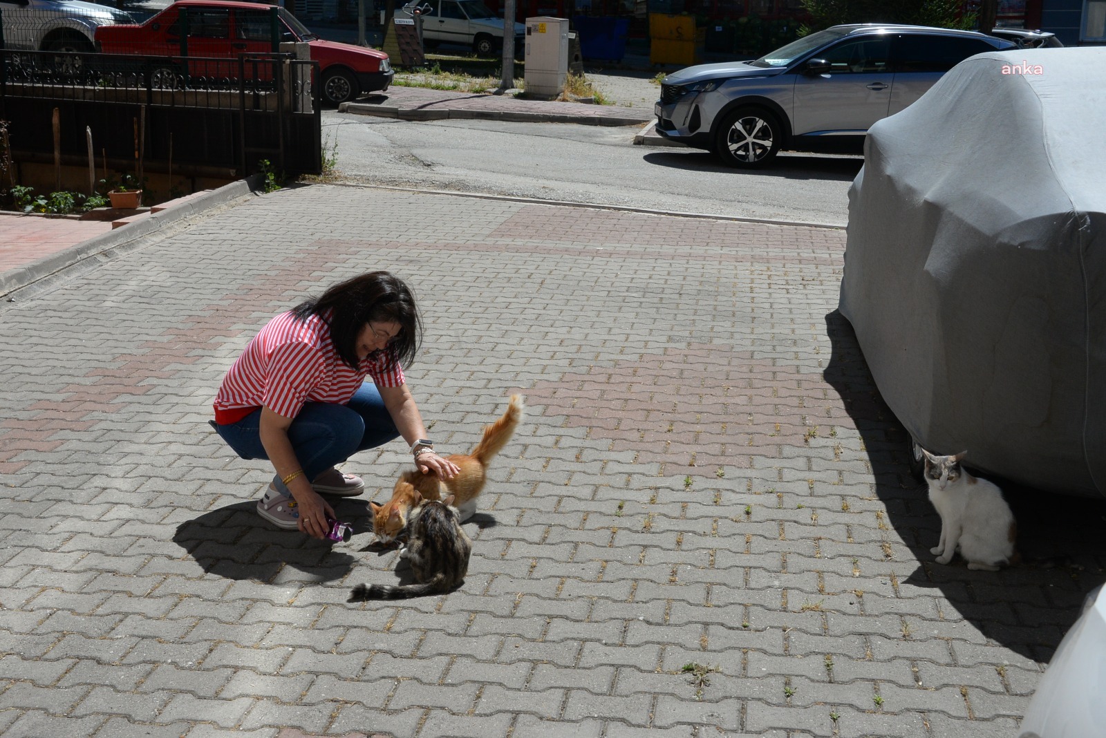 Bozüyük Belediyesi, hasta kedileri tedavi etti