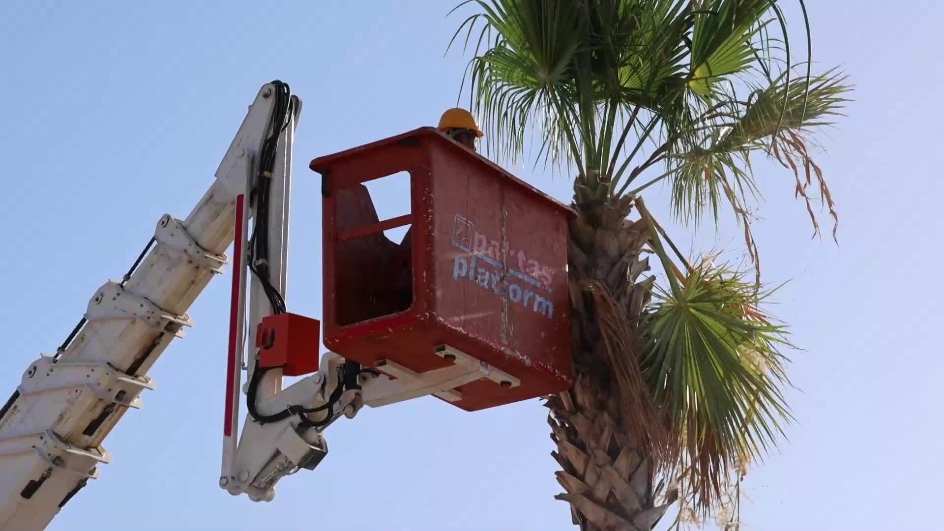 Marmaris Belediyesi’nden palmiye ağaçlarına yıllık bakım çalışması