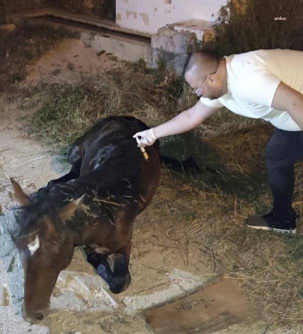 Manisa Büyükşehir Belediyesi ekipleri, yılkı atını sağlığına kavuşturdu